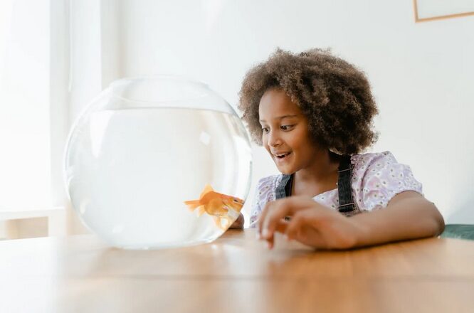 goldfish